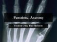 Functional Anatomy PowerPoint PPT Presentation