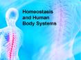 Homeostasis and Human Body Systems PowerPoint PPT Presentation