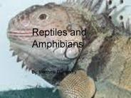 Reptiles and Amphibians