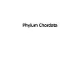 Phylum Chordata PowerPoint PPT Presentation