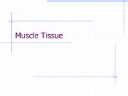 Muscle Tissue