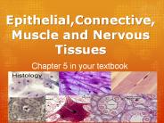 Epithelial,Connective,Muscle and Nervous Tissues
