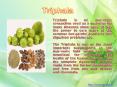 Sewanti's Triphala PowerPoint PPT Presentation