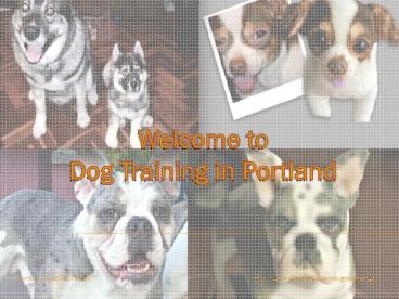 Portland Dog Trainers