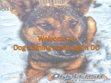 Washington dc dog trainers