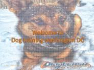 Washington dc dog trainers