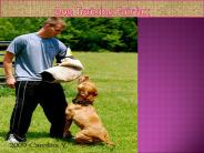 Dog Training Fairfax