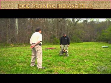 Dog training Indianapolis