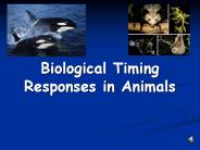 Biological%20Timing%20Responses%20in%20Animals