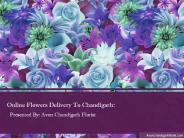 Senf Flowers To Chandigar