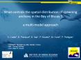 What controls the spatial distribution of spawning anchovy in the Bay of Biscay ? - a multi-model approach PowerPoint PPT Presentation