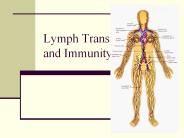 Lymph Transport and Immunity
