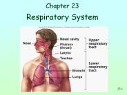 Respiratory System