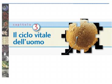 Il dimorfismo sessuale