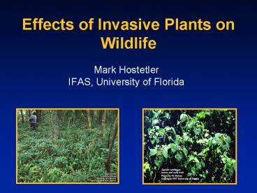 Effects of Invasive Plants on Wildlife
