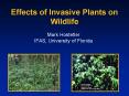 Effects of Invasive Plants on Wildlife PowerPoint PPT Presentation