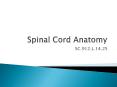 Spinal Cord Anatomy PowerPoint PPT Presentation