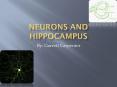 Neurons And Hippocampus PowerPoint PPT Presentation
