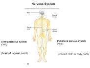Nervous System
