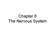 Chapter 8 The Nervous System