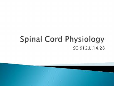 Spinal Cord Physiology