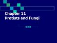 Chapter 11 Protists and Fungi PowerPoint PPT Presentation
