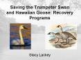 Saving the Trumpeter Swan and Hawaiian Goose: Recovery Programs PowerPoint PPT Presentation