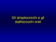 Gli streptococchi e gli stafilococchi orali PowerPoint PPT Presentation