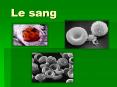 Le sang PowerPoint PPT Presentation