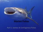Marine%20Fishes