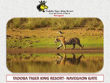 Tadoba Tiger King Resort- Navegaon
