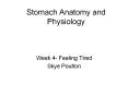 Stomach Anatomy and Physiology PowerPoint PPT Presentation