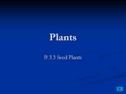 Plants
