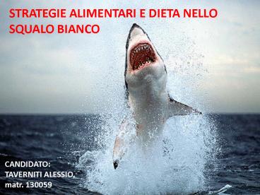 STRATEGIE ALIMENTARI E DIETA NELLO SQUALO BIANCO