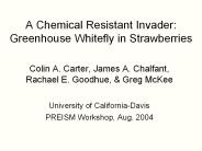 A Chemical Resistant Invader: Greenhouse Whitefly in Strawberries