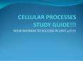CELLULAR PROCESSES STUDY GUIDE!!! PowerPoint PPT Presentation