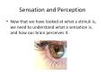 Sensation and Perception PowerPoint PPT Presentation