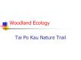 Woodland Ecology PowerPoint PPT Presentation
