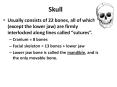 Skull PowerPoint PPT Presentation