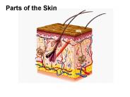 Parts of the Skin