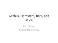 Gerbils, Hamsters, Rats, and Mice PowerPoint PPT Presentation