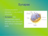 Synapse