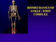 BIOMECHANICS OF ANKLE - FOOT COMPLEX
