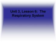 Unit%203,%20Lesson%206:%20The%20Respiratory%20System