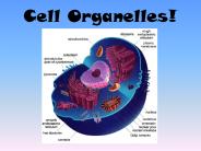 Cell Organelles!