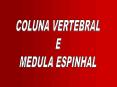 COLUNA VERTEBRAL PowerPoint PPT Presentation