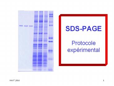 SDS-PAGE  Protocole exp