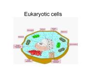 Eukaryotic cells