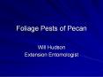 Foliage Pests of Pecan PowerPoint PPT Presentation