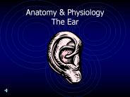 Anatomy